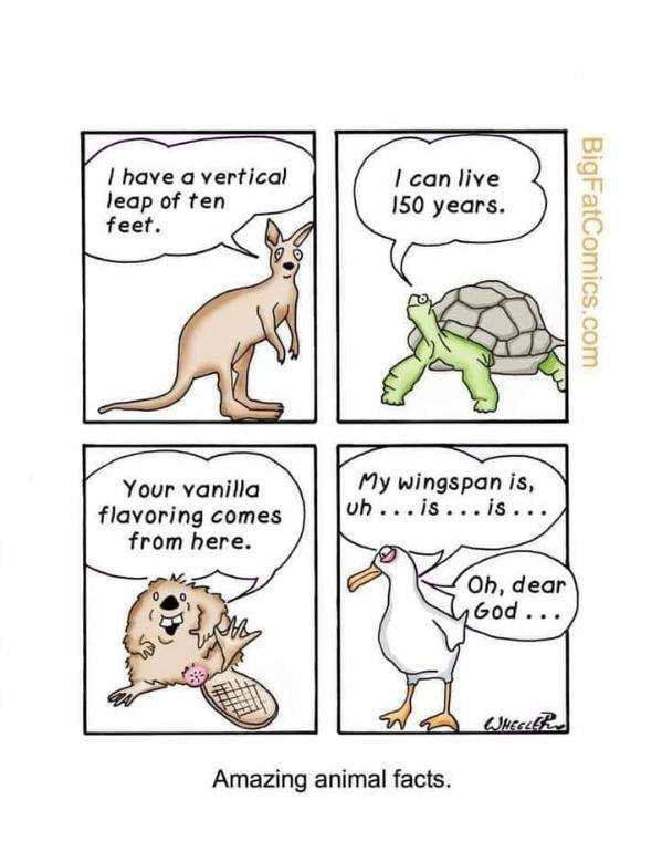 have a vertical leap of ten feet I can live 150 years Your vanilla flavoring comes from here My wingspan is vhisis Amazing animal facts woosojwoe6ig