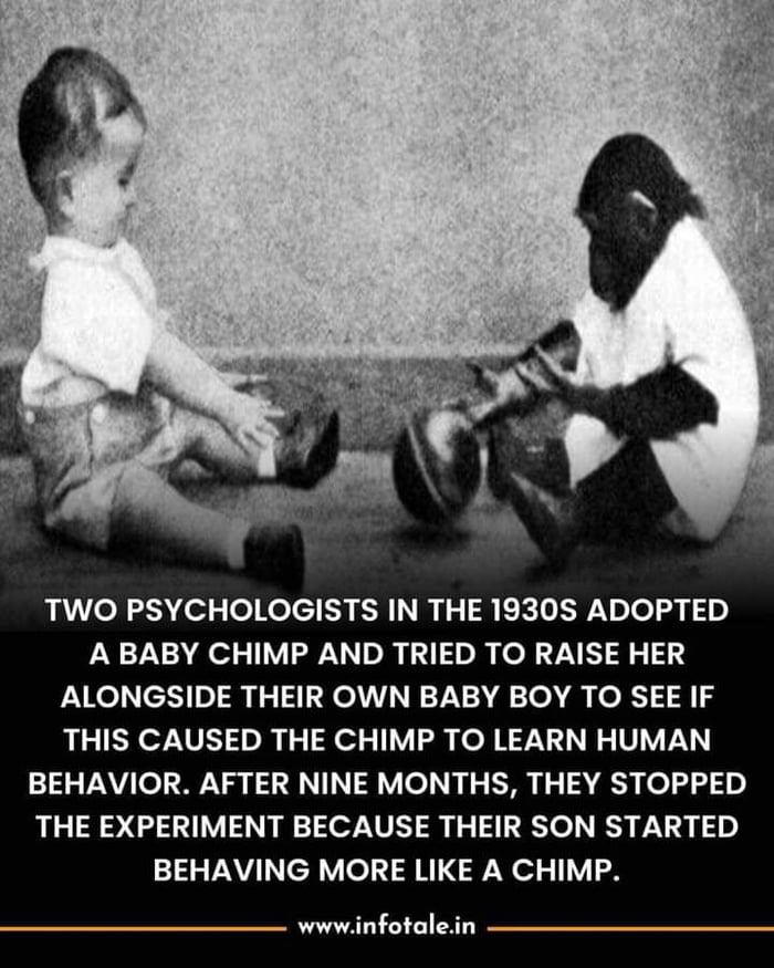 TWO PSYCHOLOGISTS IN THE 1930S ADOPTED A BABY CHIMP AND TRIED TO RAISE HER ALONGSIDE THEIR OWN BABY BOY TO SEE IF THIS CAUSED THE CHIMP TO LEARN HUMAN BEHAVIOR AFTER NINE MONTHS THEY STOPPED THE EXPERIMENT BECAUSE THEIR SON STARTED BEHAVING MORE LIKE A CHIMP wwwinfotalein