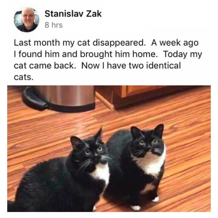 C i Stanislav Zak 8 hrs Last month my cat disappeared A week ago found him and brought him home Today my cat came back Now have two identical cats B