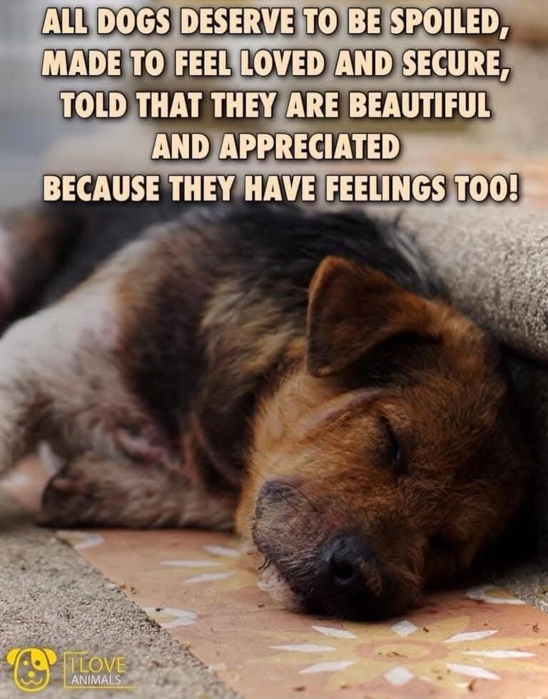 ALL DOGS DESERVE TO BE SPOILED, MADE TO FEEL LOVED AND SECURE, TOLD THAT THEY ARE BEAUTIFUL AND APPRECIATED BECAUSE THEY HAVE FEELINGS TOO! I LOVE ANIMALS