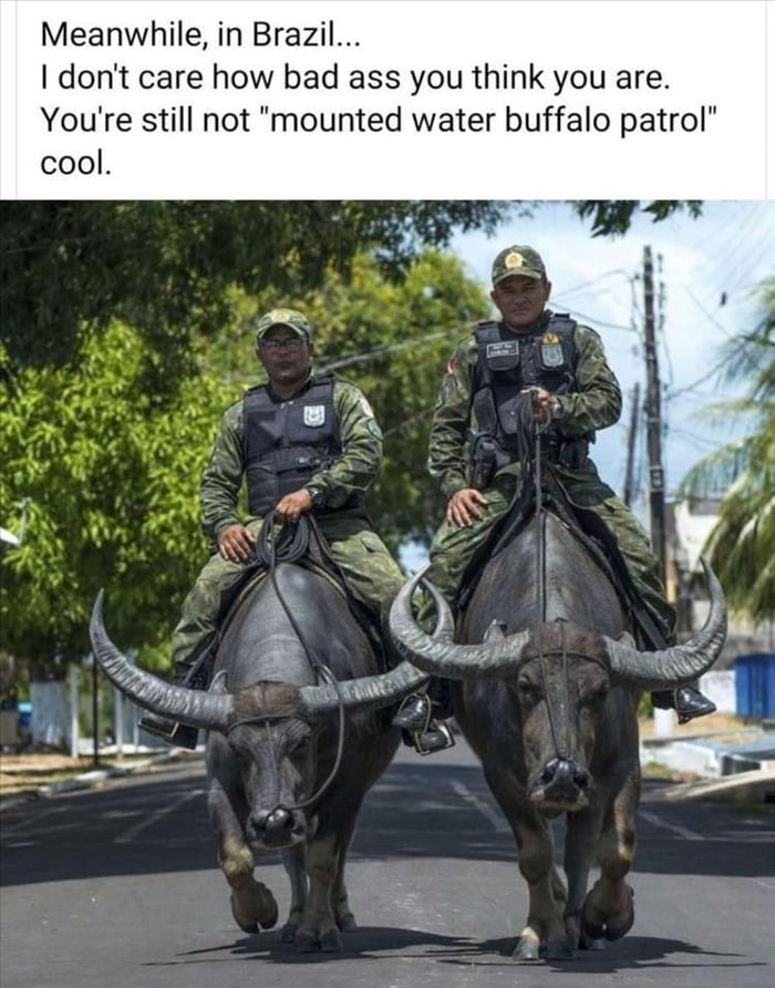 Meanwhile in Brazil dont care how bad ass you think you are Youre still not mounted water buffalo patrol cool