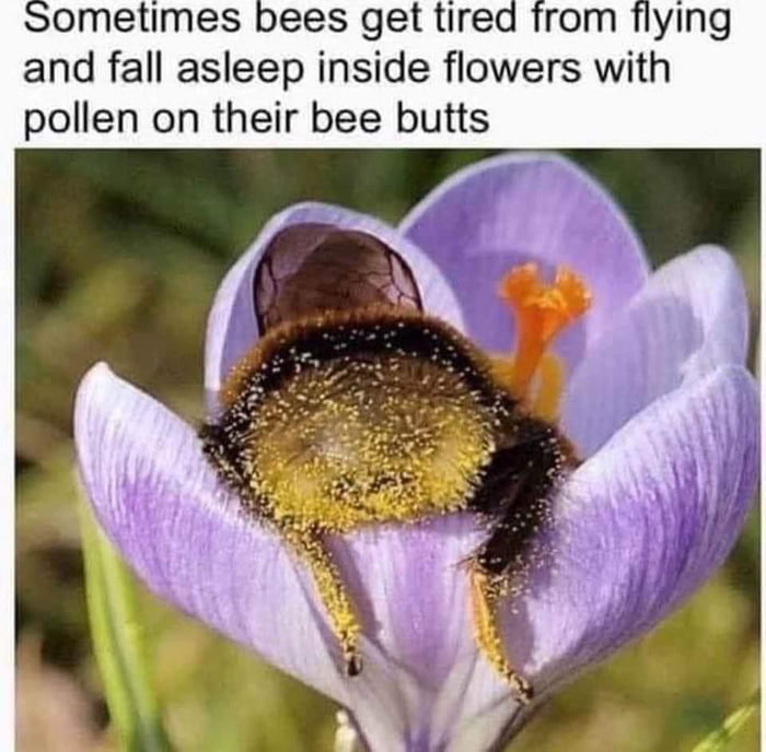 Sometimes bees get tired from flying and fall asleep inside flowers with pollen on their bee butts