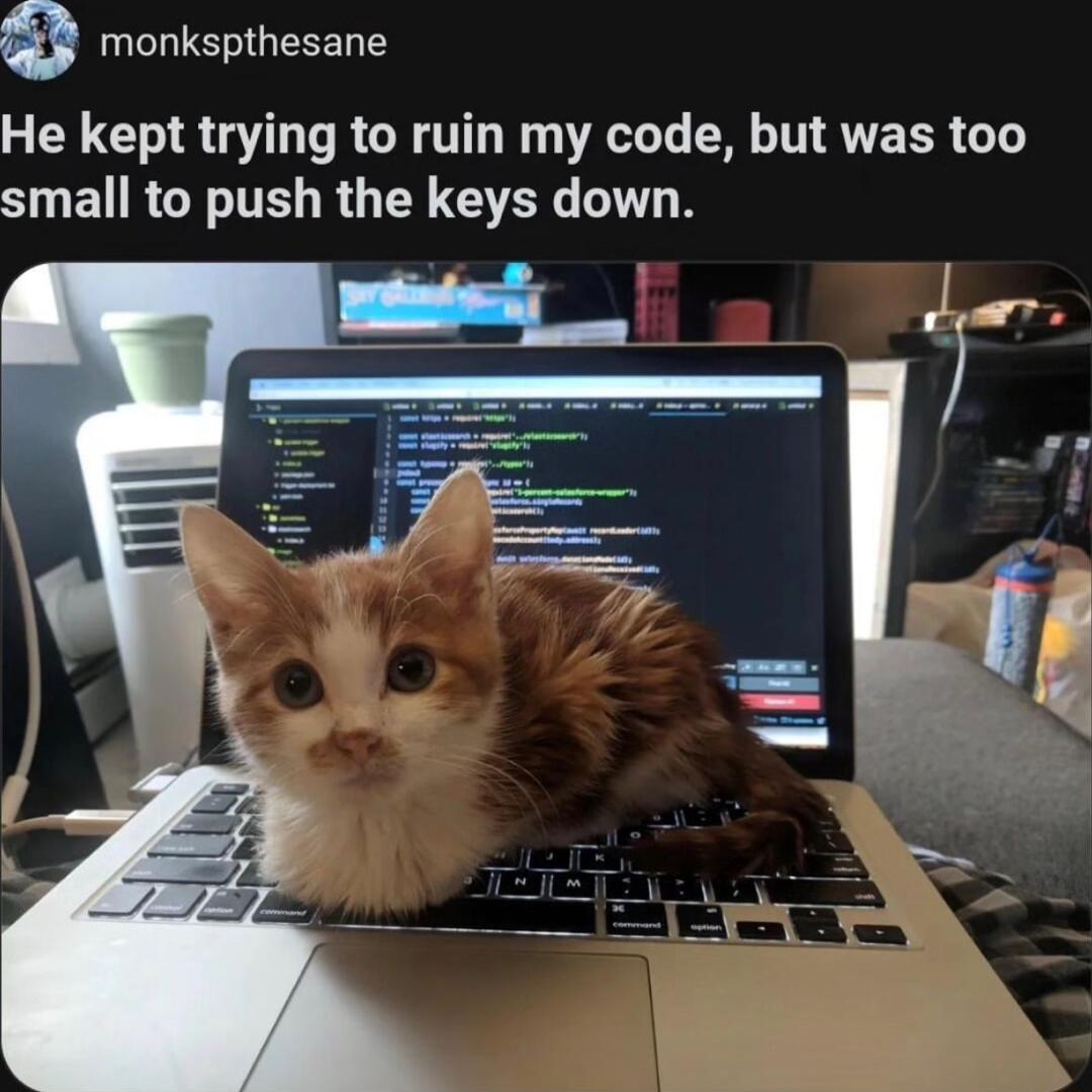 0 monkspthesane He kept trying to ruin my code but was too small to push the keys down