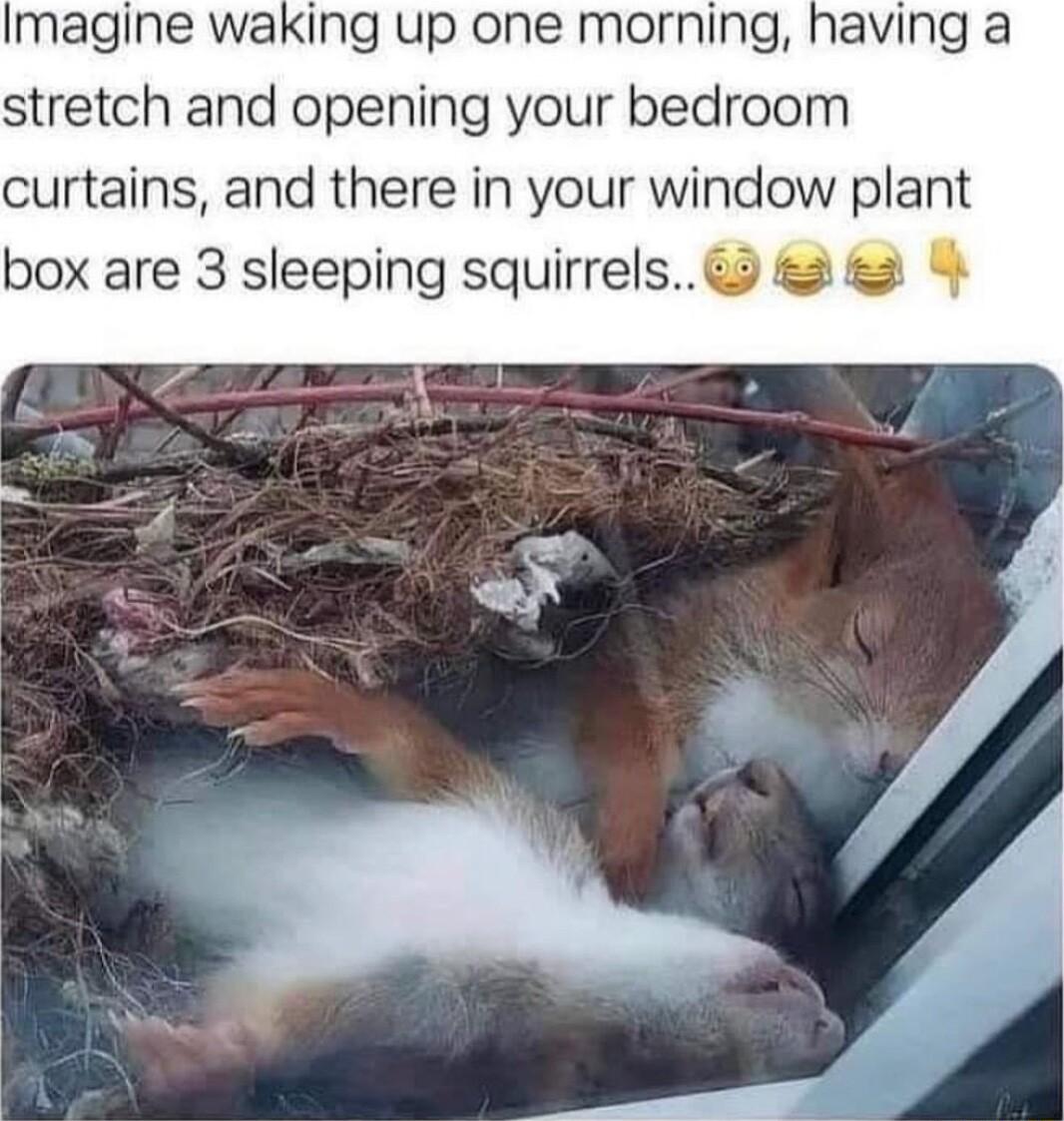 Imagine waking up one morning having a stretch and opening your bedroom curtains and there in your window plant box are 3 sleeping squirrels 2 2