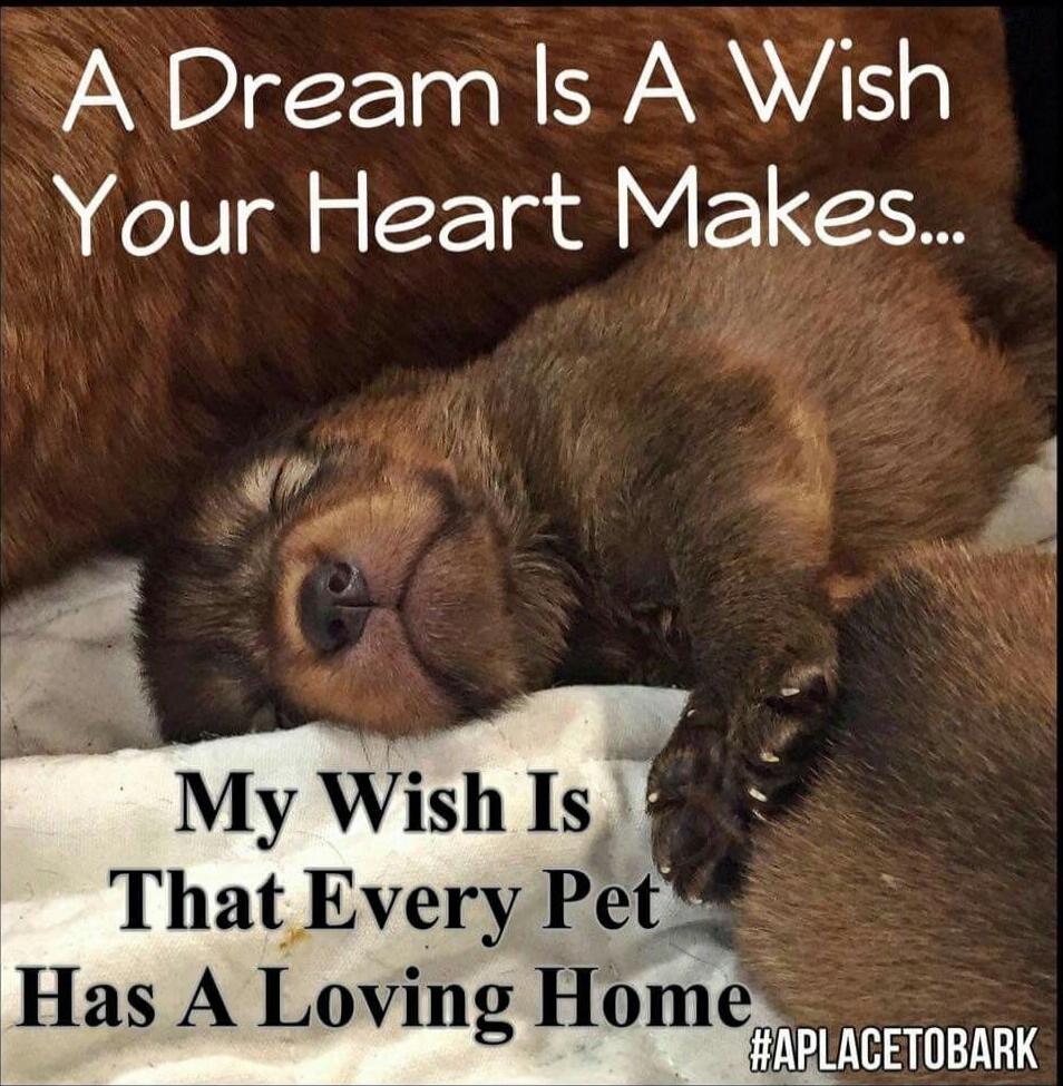 A Dream Is A Wish Your Heart Makes... My Wish Is That Every Pet Has A Loving Home #APLACTOBARK