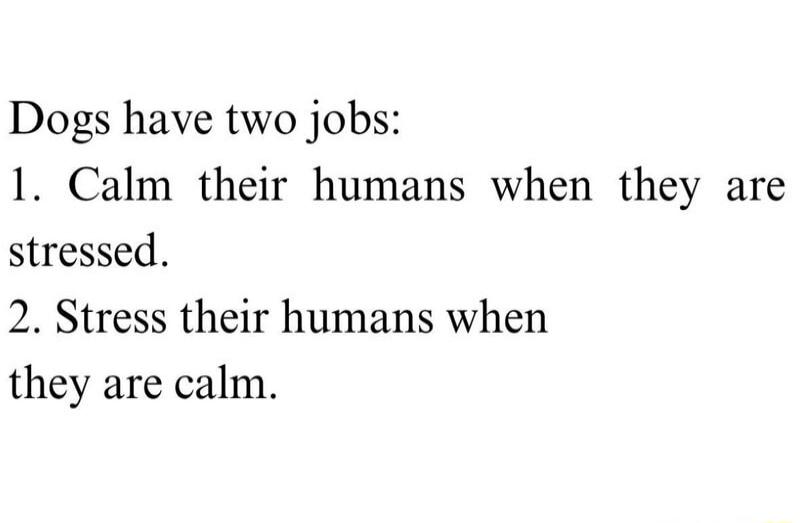 Dogs have two jobs: 1. Calm their humans when they are stressed. 2. Stress their humans when they are calm.