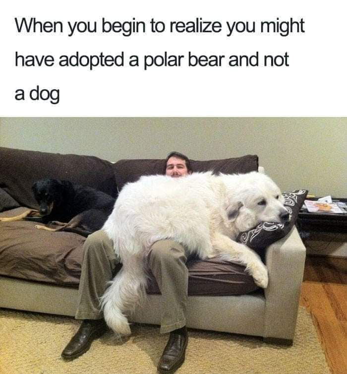 When you begin to realize you might have adopted a polar bear and not adog