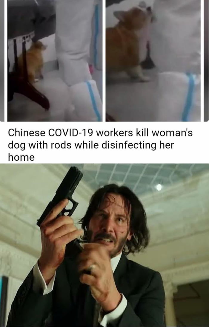 3 Chinese COVID 19 workers kill womans dog with rods while disinfecting her home