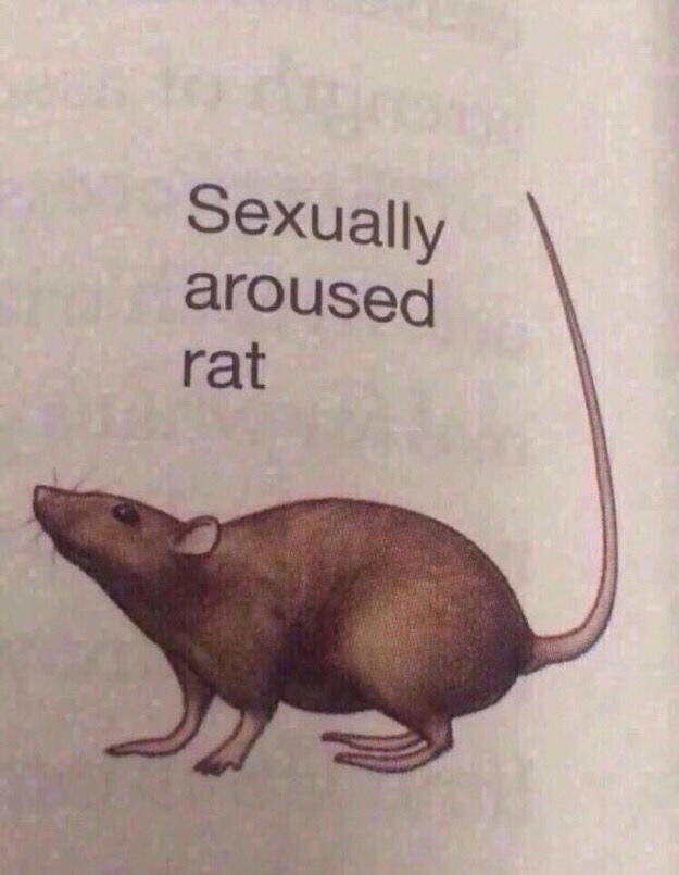 Sexually aroused rat