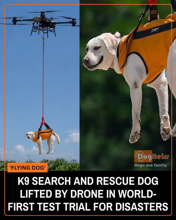 'FLYING DOG' K9 SEARCH AND RESCUE DOG LIFTED BY DRONE IN WORLD-FIRST TEST TRIAL FOR DISASTERS. DogHeirs. Dogs are family. The image shows a dog being lifted by a drone in a harness.