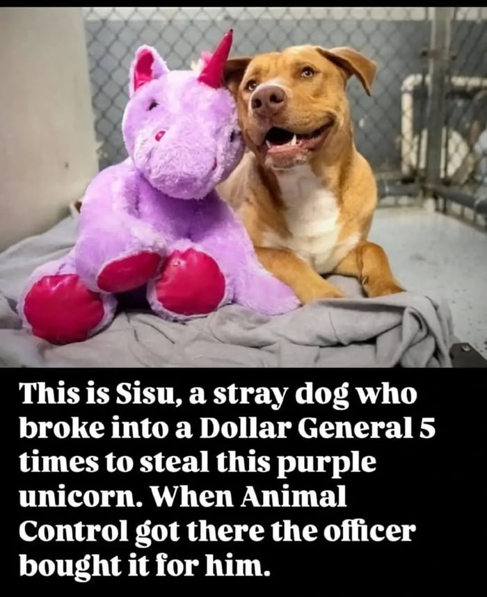 This is Sisu, a stray dog who broke into a Dollar General 5 times to steal this purple unicorn. When Animal Control got there the officer bought it for him.