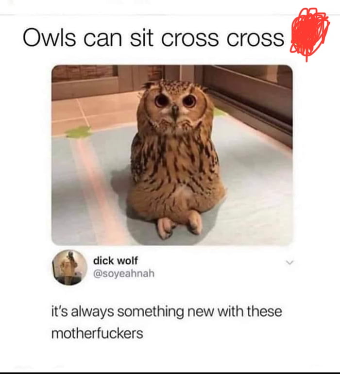 Owls can sit cross cross dick wolf soyeahnah its always something new with these motherfuckers