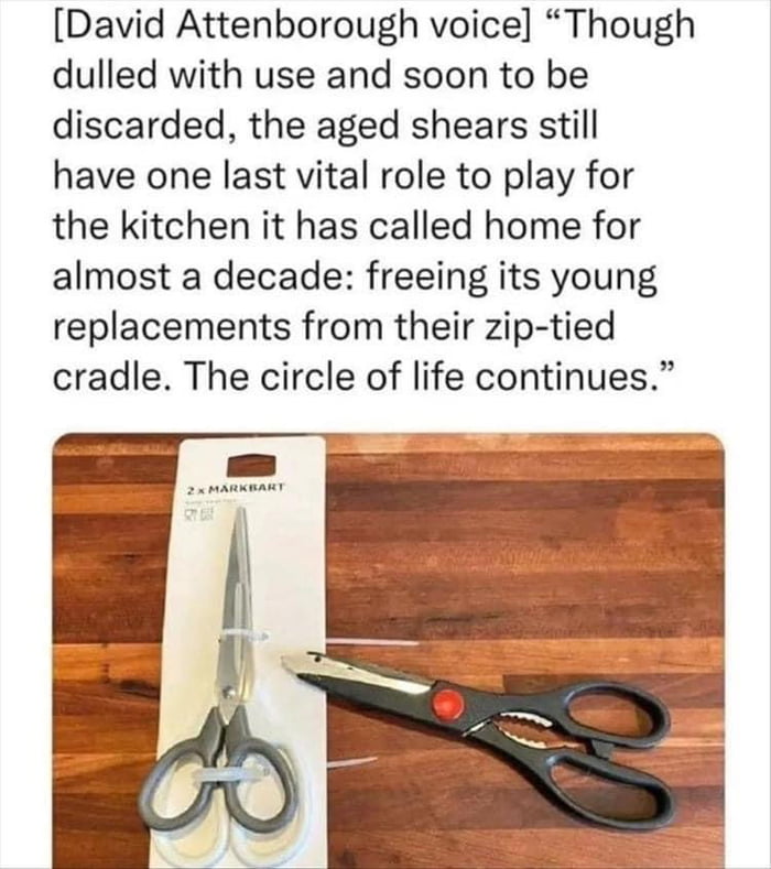 David Attenborough voice Though dulled with use and soon to be discarded the aged shears still have one last vital role to play for the kitchen it has called home for almost a decade freeing its young replacements from their zip tied cradle The circle of life continues