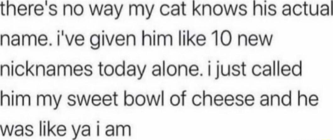 theres no way my cat Knows his actual name ive given him like 10 new nicknames today alone i just called him my sweet bowl of cheese and he was like yaiam