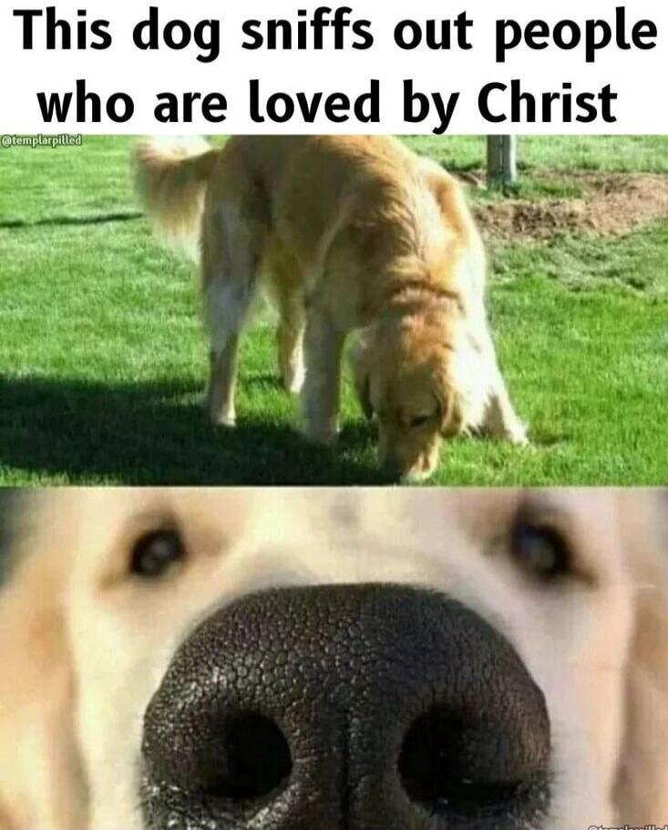 This dog sniffs out people who are loved by Christ