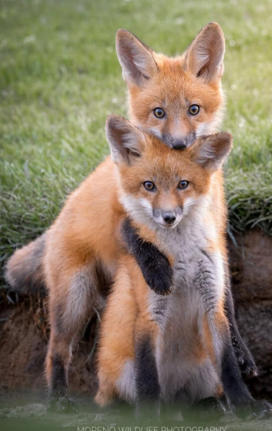 Two young foxes cuddling together in the grass.