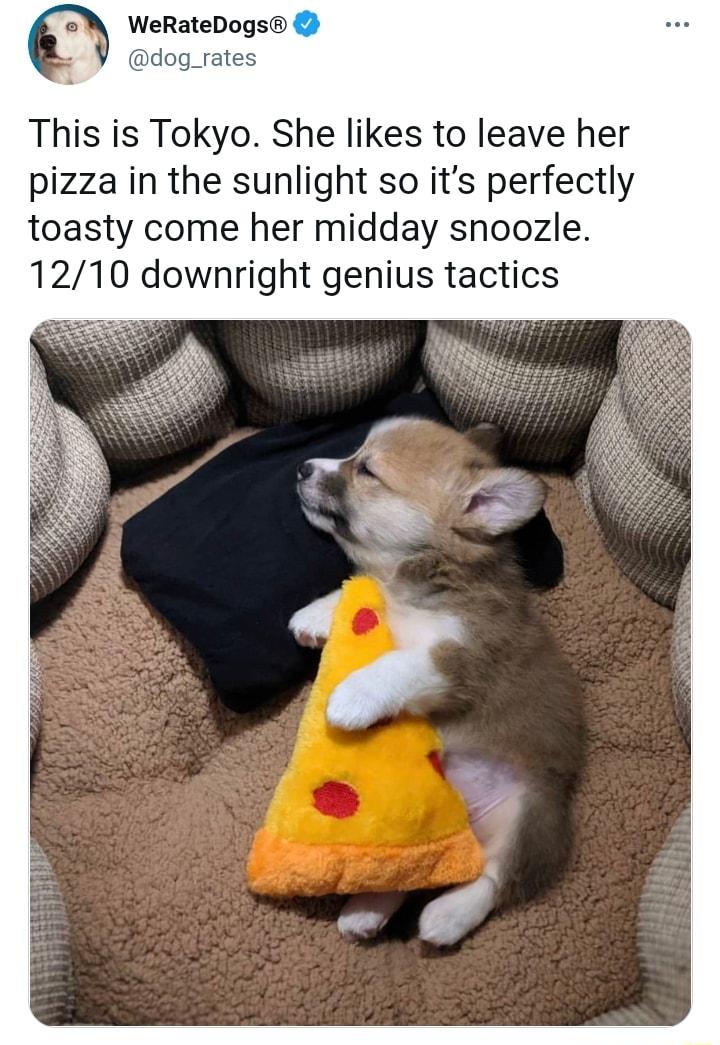 WeRateDogs dog_rates This is Tokyo She likes to leave her pizza in the sunlight so its perfectly toasty come her midday snoozle 1210 downright genius tactics
