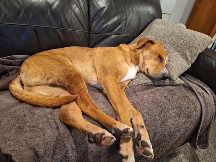 A dog is sleeping soundly on a brown couch, covered by a blanket. Its head is resting on a grey pillow.