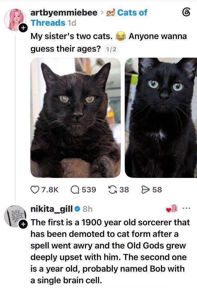 artbyemmiebee Threads 1d My sister's two cats. 😂 Anyone wanna guess their ages? 1/2 nikita_gill 8h The first is a 1900 year old sorcerer that has been demoted to cat form after a spell went awry and the Old Gods grew deeply upset with him. The second one is a year old, probably named Bob with a single brain cell.