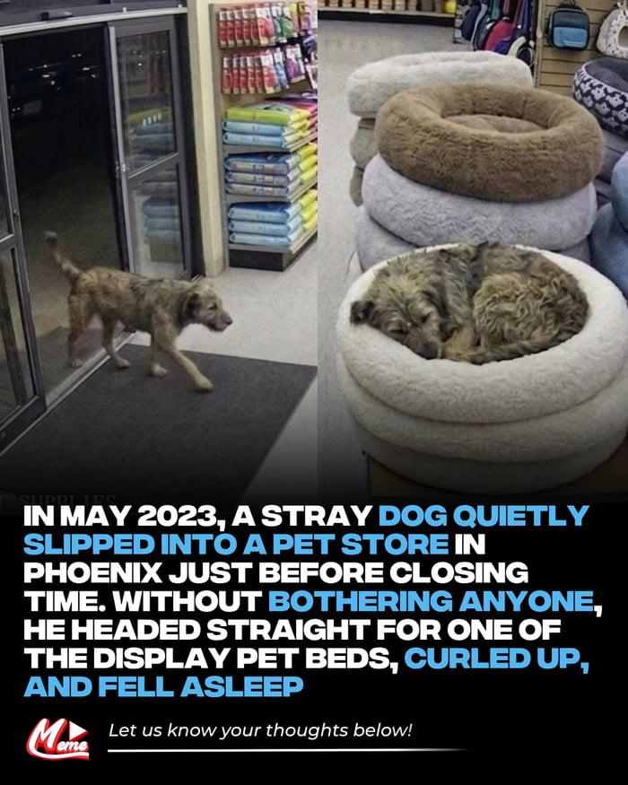 IN MAY 2023, A STRAY DOG QUIETLY SLIPPED INTO A PET STORE IN PHOENIX JUST BEFORE CLOSING TIME. WITHOUT BOTHERING ANYONE, HE HEADED STRAIGHT FOR ONE OF THE DISPLAY PET BEDS, CURLED UP, AND FELL ASLEEP. Let us know your thoughts below!