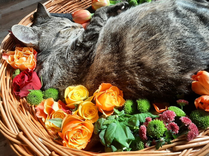 A cat sleeping in a basket filled with orange and other colored flowers.