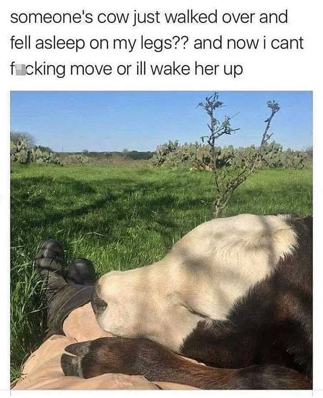 someones cow just walked over and fell asleep on my legs and now i cant fucking move or ill wake her up