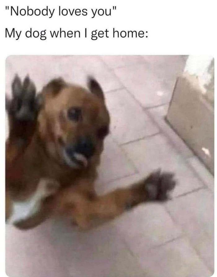 Nobody loves you My dog when get home