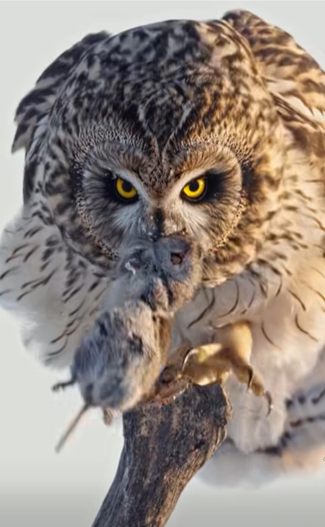 The owl is eating a mouse.