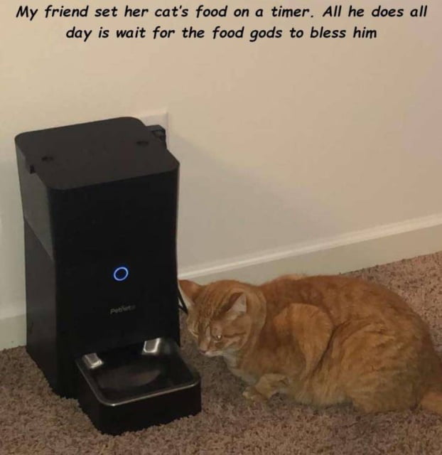 My friend set her cats food on a timer All he does all day is wait for the food gods to bless him