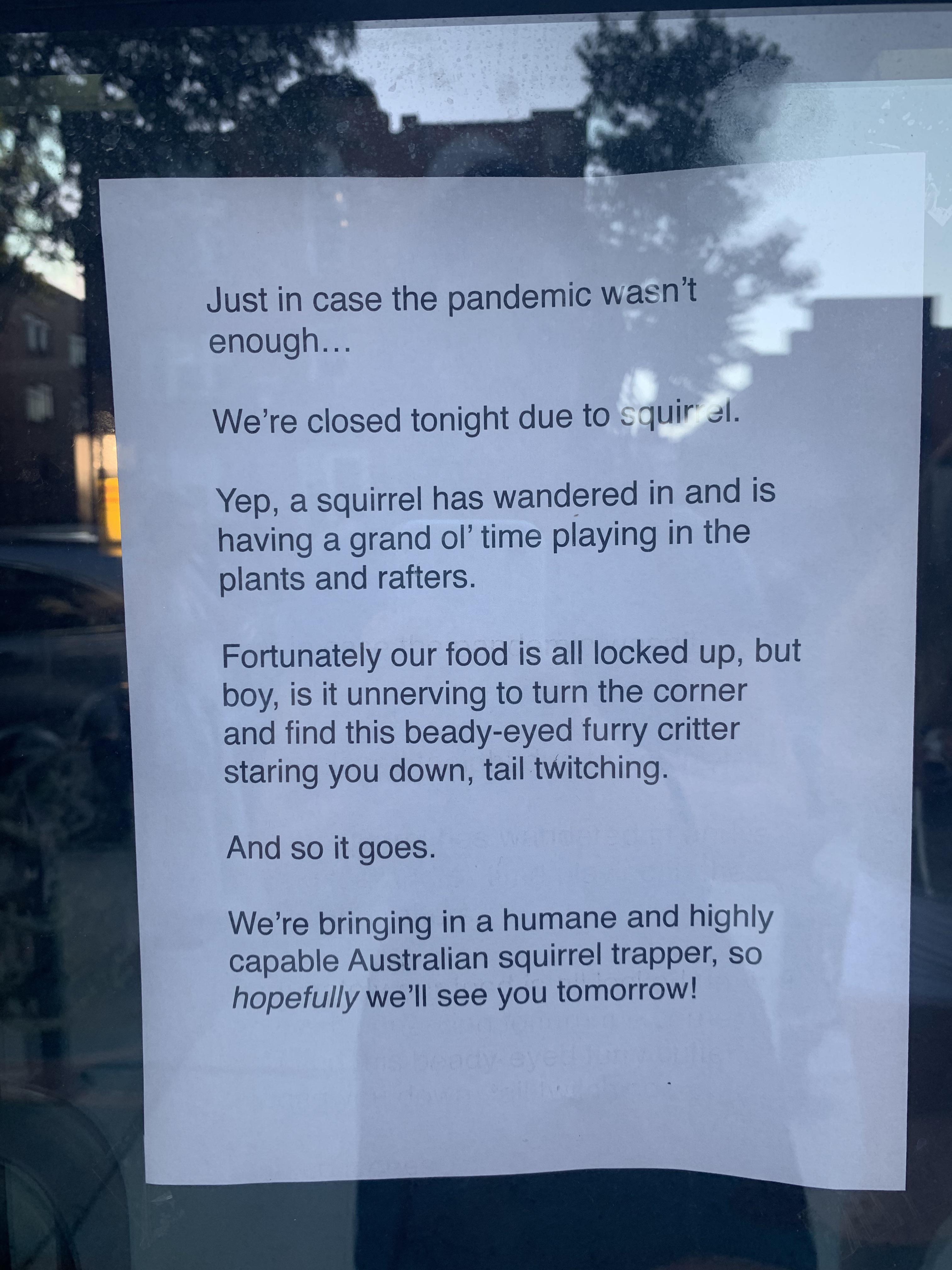 Just in case the pandemic wasnt enough Were closed tonight due to cquir Yep a squirrel has wandered in and is having a grand ol time playing in the plants and rafters Fortunately our food is all locked up but boy is it unnerving to turn the corner and find this beady eyed furry critter staring you down tail twitching And so it goes Were bringing in a humane and highly capable Australian squirrel t