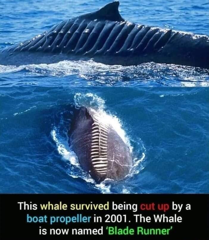 This whale survived being t 1 by a boat propeller in 2001 The Whale is now named Blade Runner