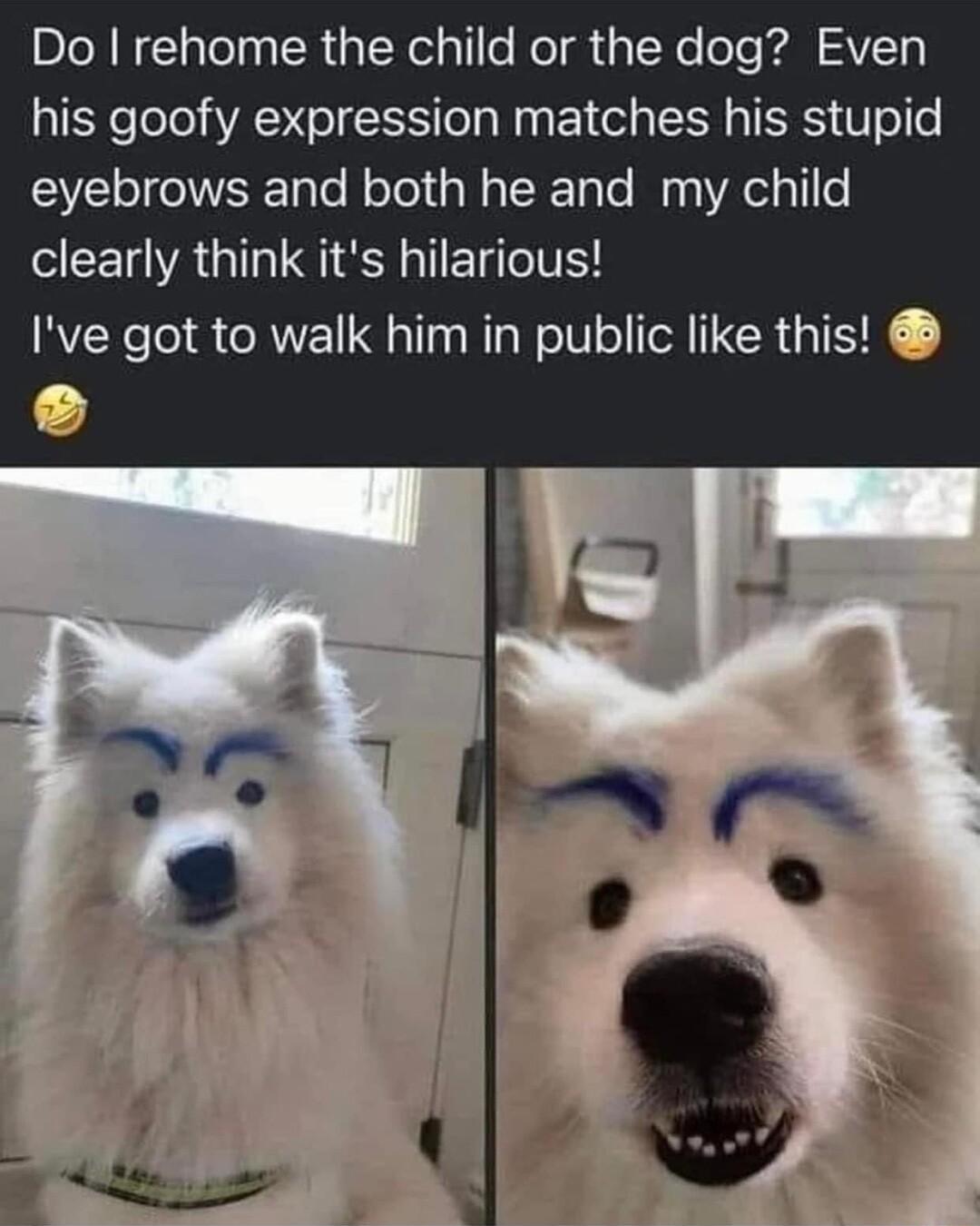 Do rehome the child or the dog Even his goofy expression matches his stupid eyebrows and both he and my child clearly think its hilarious Ive got to walk him in public like this