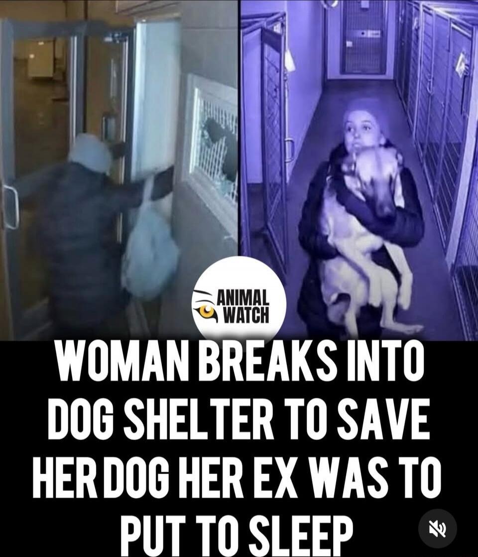 WOMAN BREAKS INTO DOG SHELTER TO SAVE HER DOG HER EX WAS TO PUT TO SLEEP