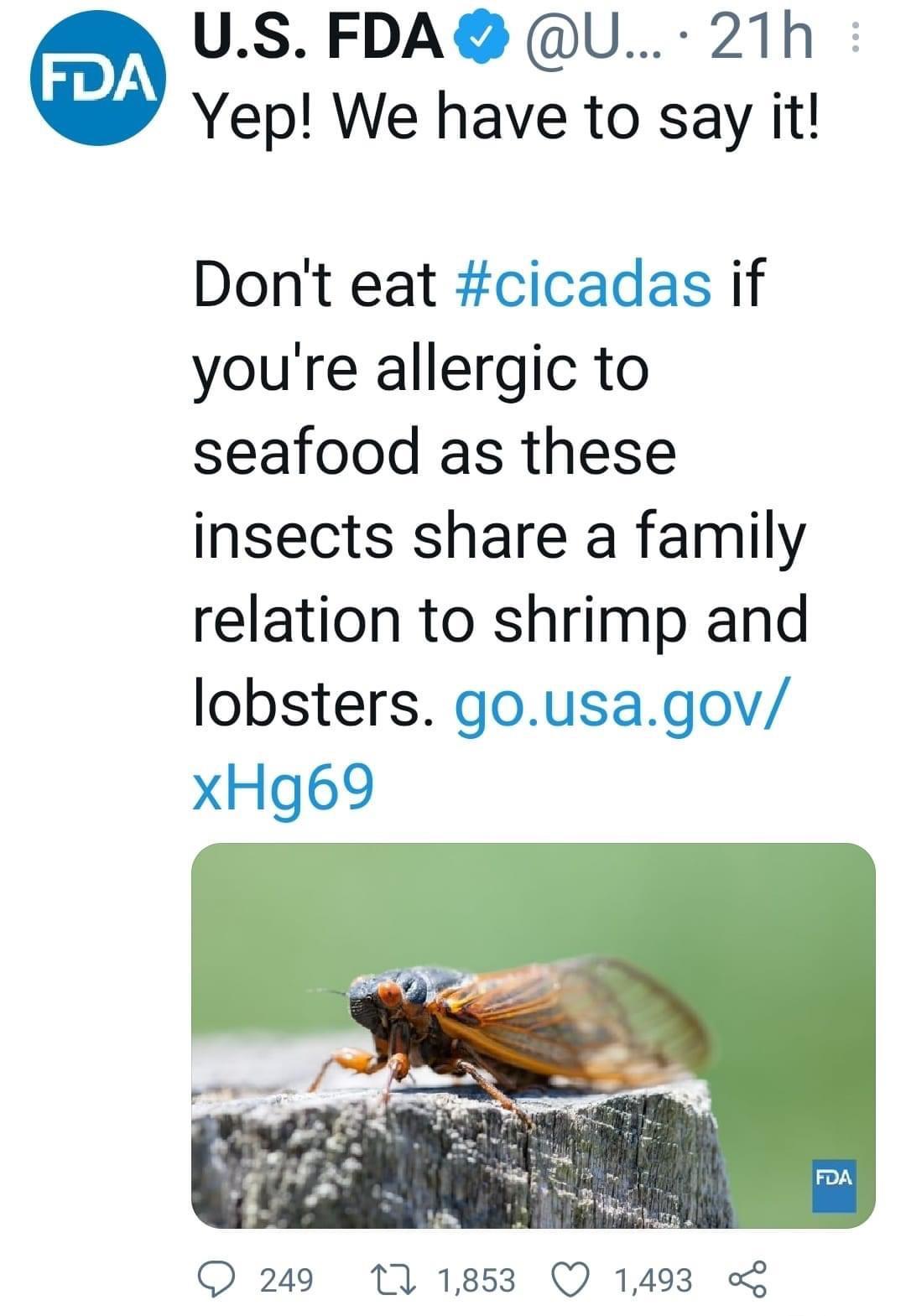 USFDA U 21h Yep We have to say it Dont eat cicadas if youre allergic to seafood as these insects share a family relation to shrimp and lobsters gousagov