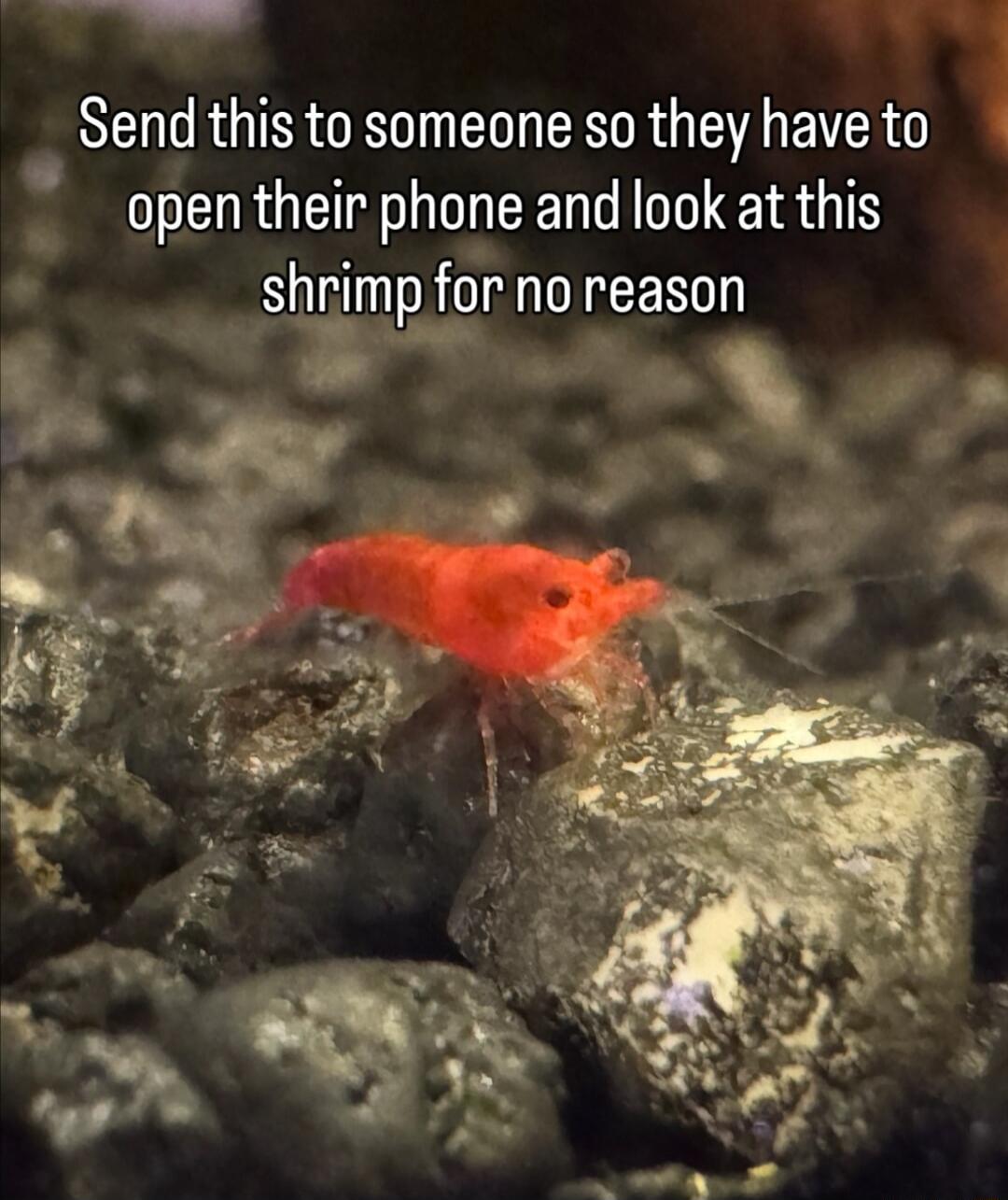 Send this to someone so they have to open their phone and look at this shrimp for no reason