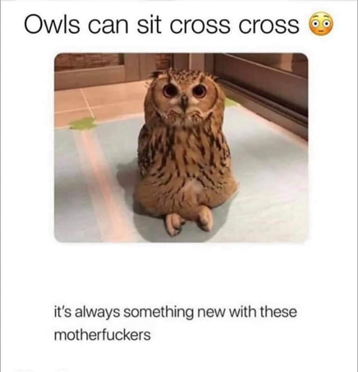 Owls can sit cross cross its always something new with these motherfuckers