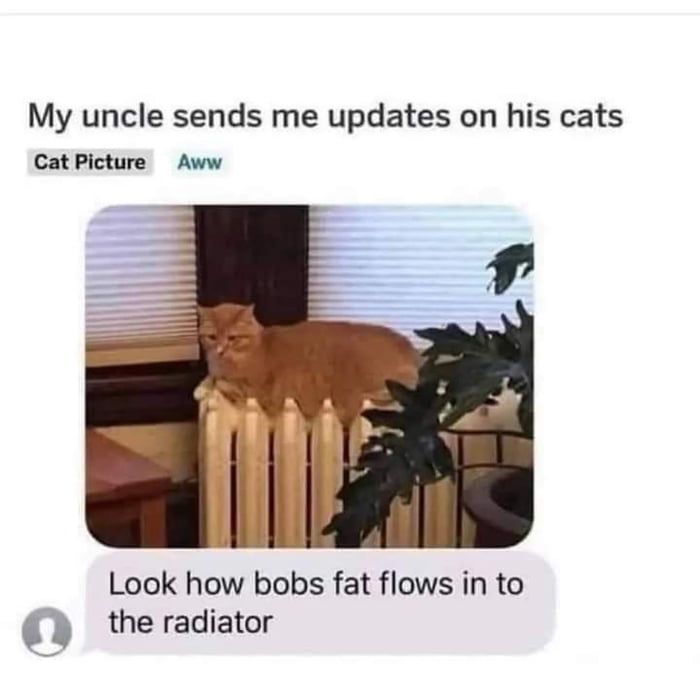 My uncle sends me updates on his cats Cat Picture Aww Look how bobs fat flows in to theradiator
