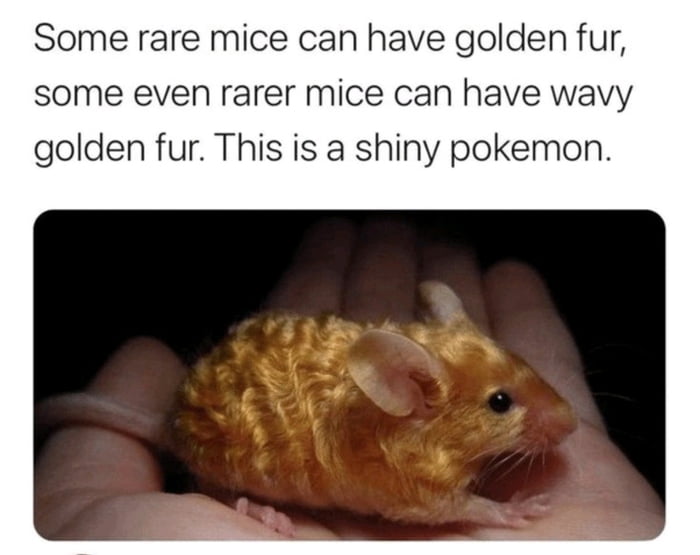 Some rare mice can have golden fur some even rarer mice can have wavy golden fur This is a shiny pokemon