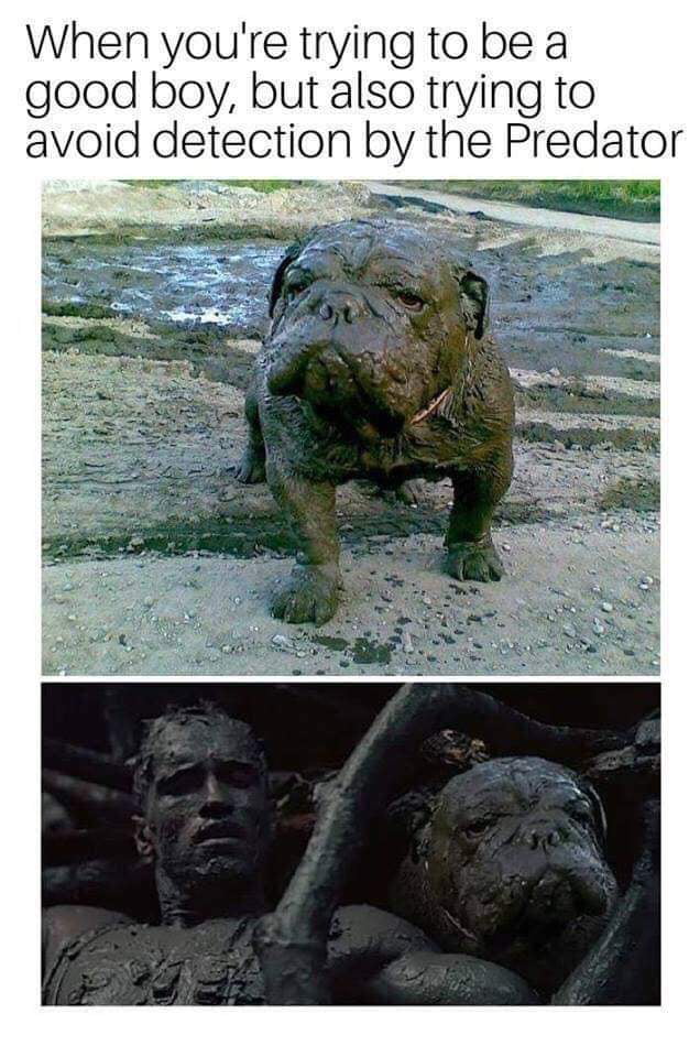 When youre trying to be a good boy but also trying to avoid detection by the Predator RS