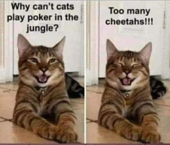 Why cant cats Too many play poker inthe cheotansil