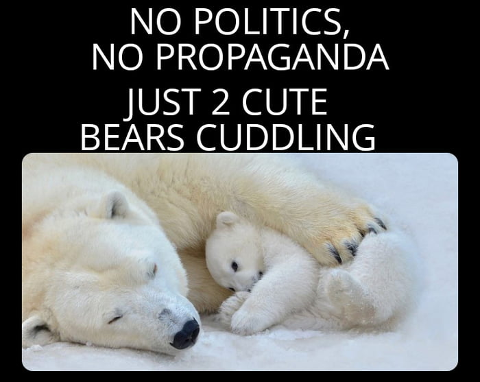 NO POLITICS NO 2 O XETN DL JUST 2 CUTE BEARS CUDDLING