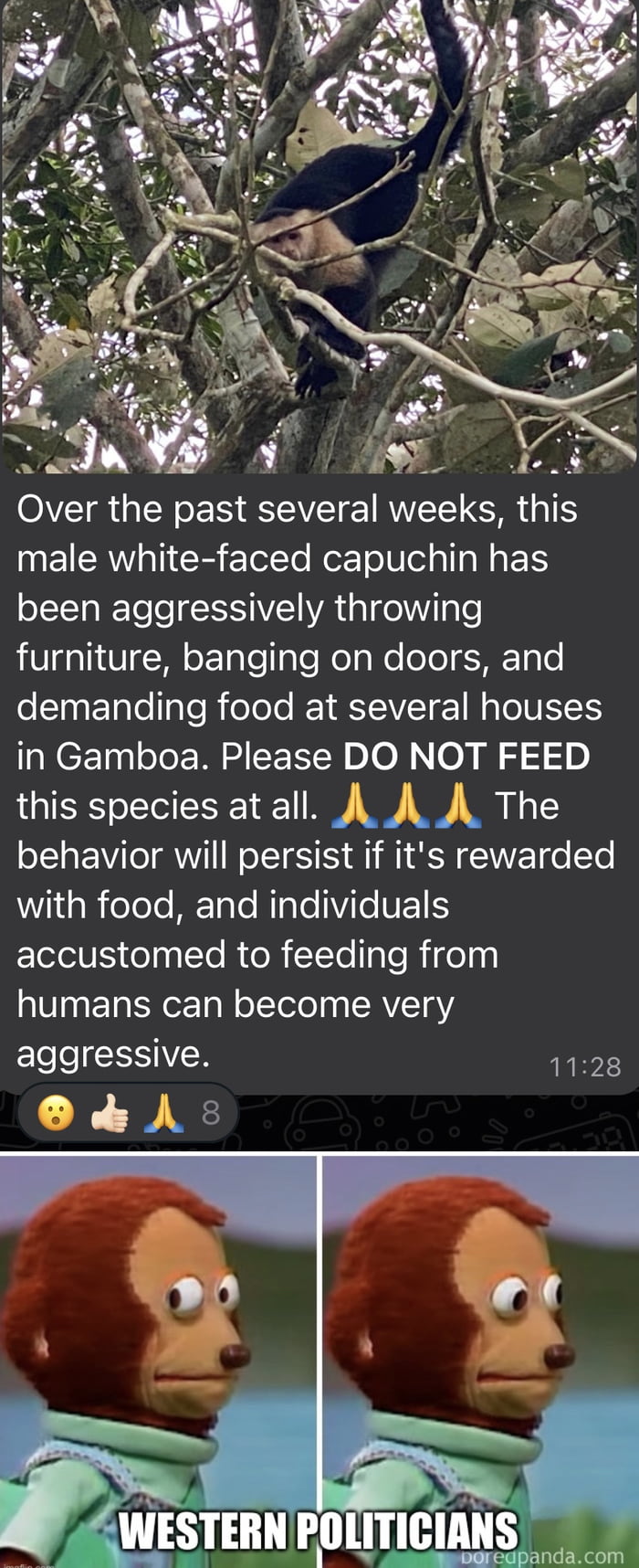OIVEIR RO ES EEIVEIE RIS TS male white faced capuchin has been aggressively throwing furniture banging on doors and demanding food at several houses NCE T E M ET DO NOT FEED this species at all A The behavior will perSst if its rewarded 1 g B oTeTo METale Nale Vile VETES EllelS opyte R o R I To loTeRigen humans can become very Elee ESTR 1128 OdA WESTERH PO ITIIAIIS Jgeeomseareagpandacom