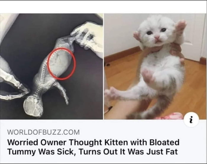 WORLDOFBUZZCOM Worried Owner Thought Kitten with Bloated Tummy Was Sick Turns Out It Was Just Fat