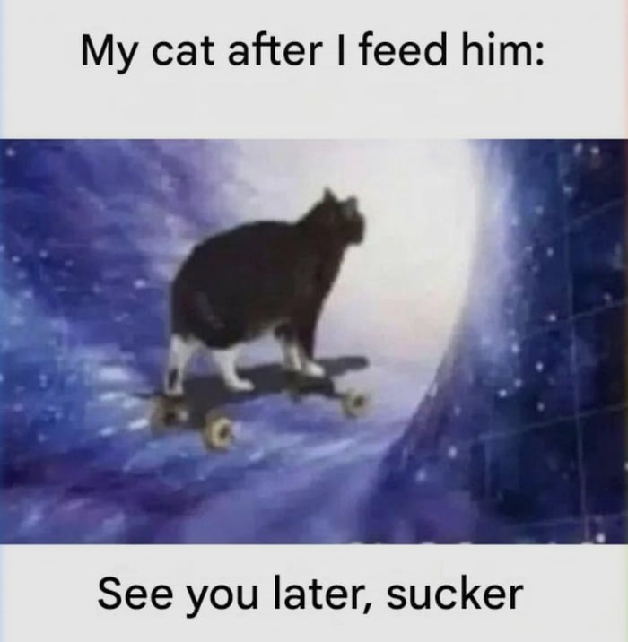 My cat after I feed him: See you later, sucker