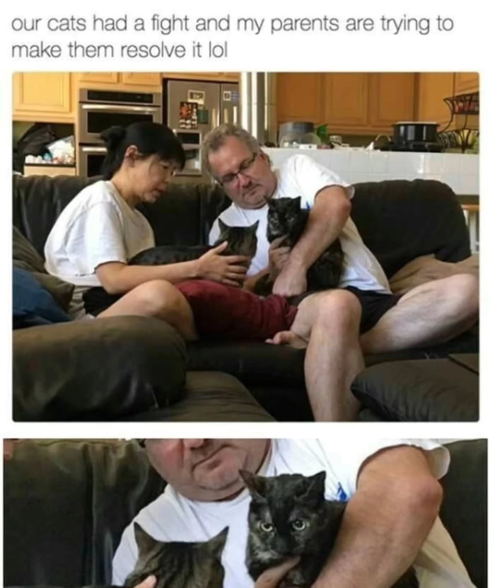 Our cats had a fight and my parents are trying to make them resolve it lol