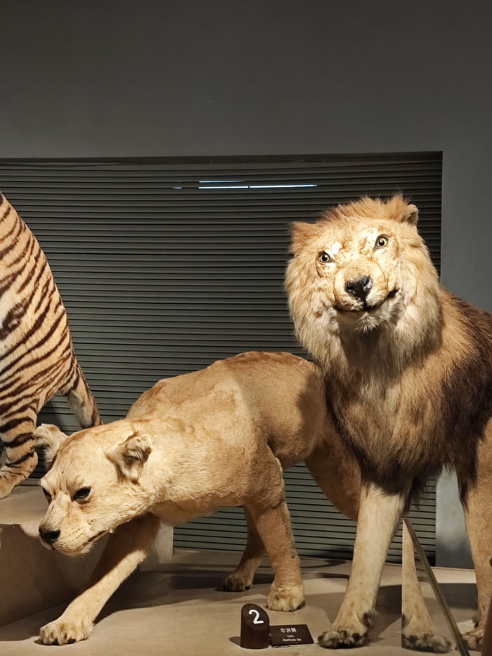2 African Lion