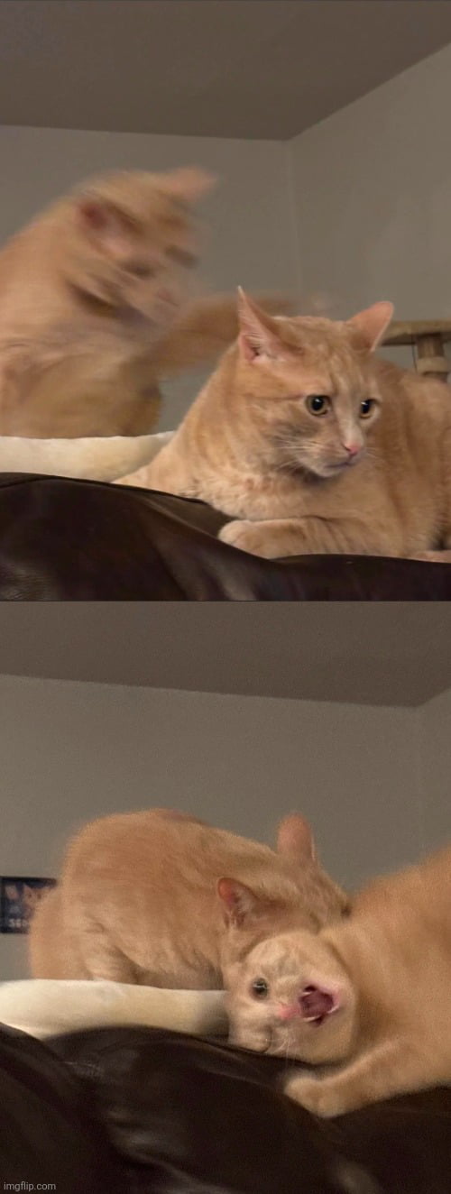 A two-panel image showing two orange cats. In the top panel, one cat is looking away while another cat is in motion, appearing to swat or play with it. In the bottom panel, the second cat is upside down with its mouth open, showing a funny or surprised expression.