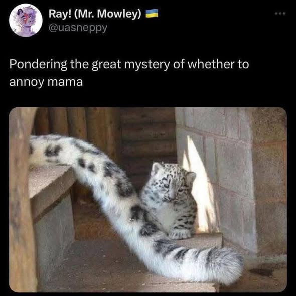 Ray! (Mr. Mowley) 🇺🇦 @uasneppy Pondering the great mystery of whether to annoy mama
