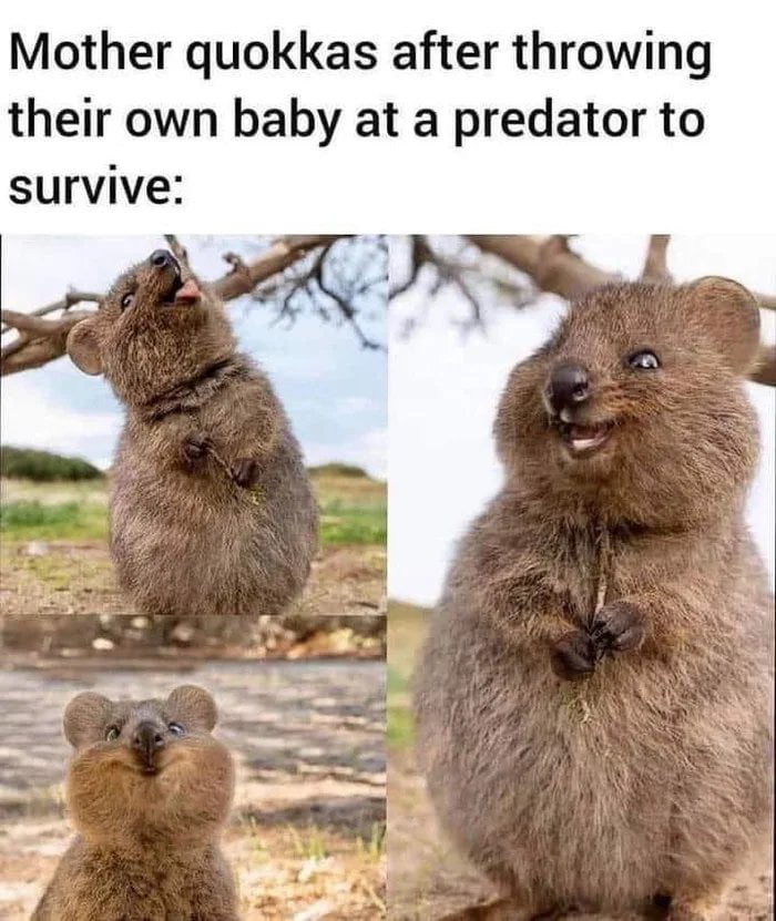 Mother quokkas after throwing their own baby at a predator to survive