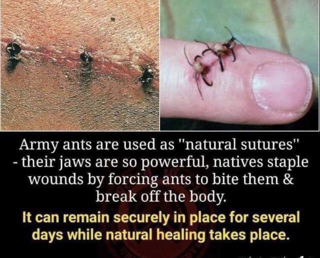 Army ants are used as natural sutures their jaws are so powerful natives staple wounds by forcing ants to bite them break off the body It can remain securely in place for several SRR ERETTE EE T R ELEER L ELER